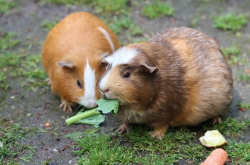 brown hamster eating a green leaf
